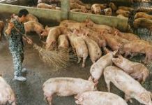 In Just Over A Year, 40% Of Chinese Pigs And Plenty Of Animals Have Died From Swine Fever