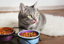 7 Tips for Choosing the Right Type of Food for Your Cat in 2024