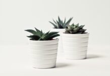 How To Safely Trim Succulents Without Damaging The Plant – 2024 Guide