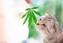 Top Cat Breed Guide When Choosing A CBD Product in 2024