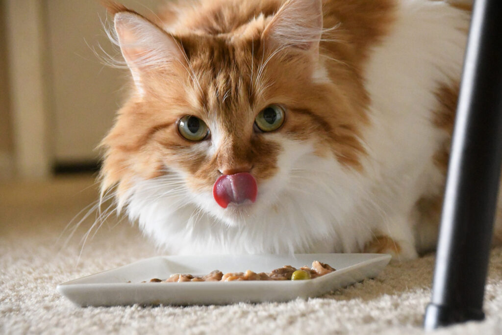 7 Suggestions for Selecting the Proper Sort of Meals for Your Cat in 2021