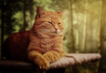 Can Cats Eat Chocolate – 2024 Guide