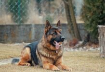 How to Train Your Dog to Behave in Public – 2024 Guide