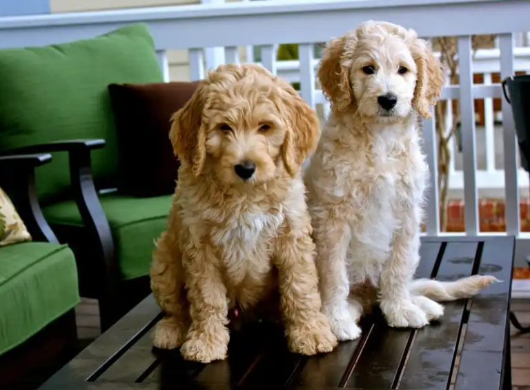 Are Goldendoodles Easy to Train? TheNationRoar