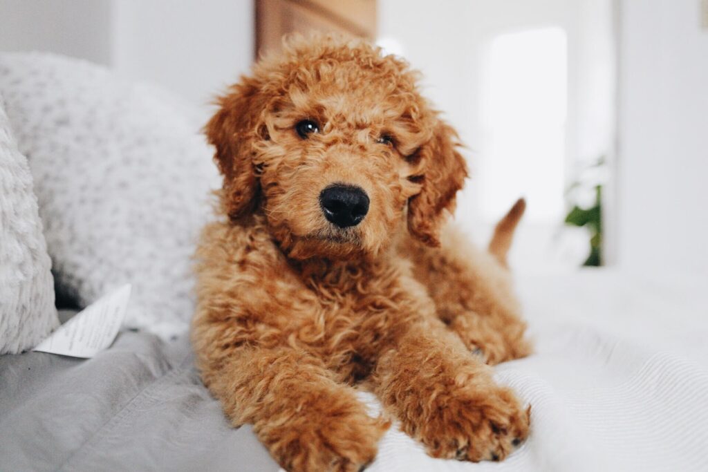 are goldendoodles easy to train