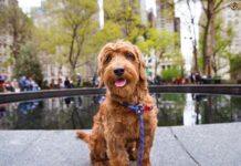 Are Goldendoodles Easy to Train?