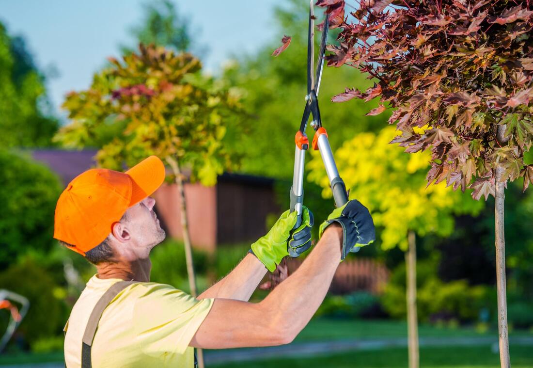 The joy of summer tree pruning - Garden Notes - Port Townsend Leader