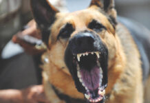 What are Your Legal Rights When Another Dog Attacks Your Dog