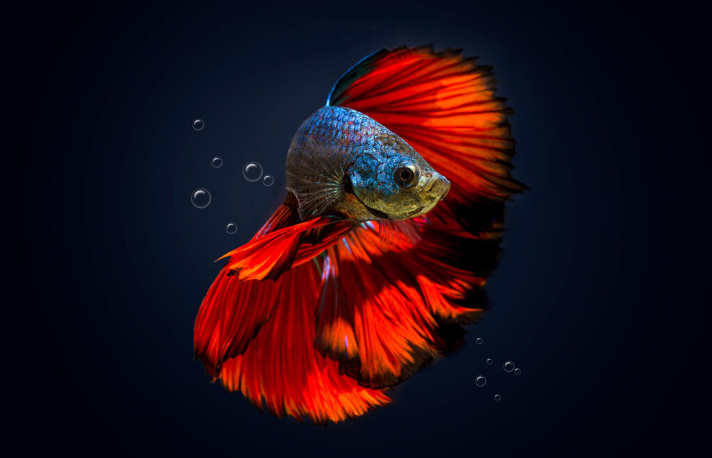 Why Do Betta Fish Make Bubbles TheNationRoar