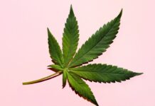 Is it Legal to Buy and Sell CBD Cannabis?