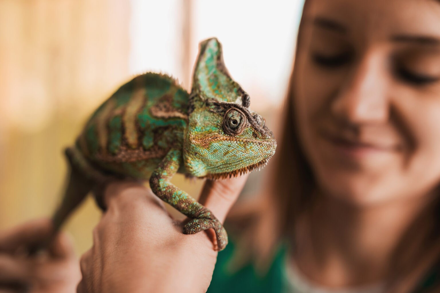 Top 7 Best Pet Lizards For Beginners - 2022 Guide - TheNationRoar