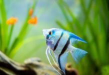 Angelfish Care Tips and Tricks All Beginners Need to Know