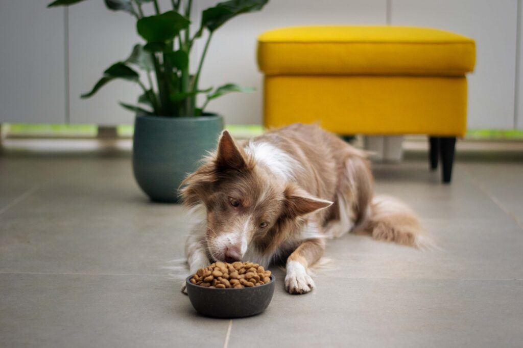 Is it OK to Feed a Dog Once a Day?