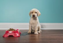 Is it OK to Feed a Dog Once a Day?
