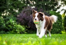Ways Smart Technology is Improving Dog Training