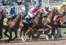 Top 7 Contenders to Bet on in the Preakness Stakes