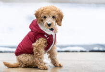 Is It Really Necessary to Dress Your Dog in Clothes?