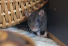 How Long Does It Take To Get Rid Of A Rodent Infestation?