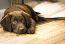 6 Reasons Why Hardwood Flooring Is Best For Pet Owners