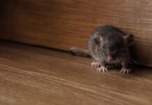 How Do You Get Rid of Rats When You Have Pets?