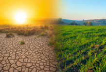 12 Key Sustainability Problems in the Produce Industry