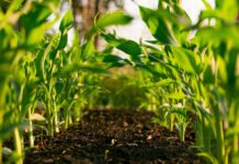 How to Improve Sustainability in Agriculture