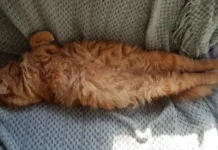 How to Introduce Your Cat to a New Sleeping Spot – 2024 Guide