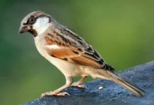 How To Identify A Bird Call In Ohio?