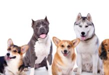 The Ethics Of Dog Breeding: Understanding The Of Breeders