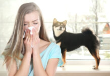 Low-Shedding Dogs: The Best Breeds For People With Allergies