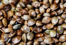 Trends and Opportunities: The Growth of the Marijuana Seed Market (2023) Marijuana Seed Market