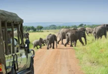 Safari Dreams: Where to Go and What to See on Your Wildlife Expedition