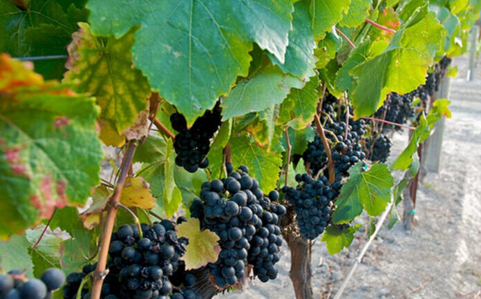 Understanding Grape Varieties - Petit Verdot - Cabernet Sauvignon