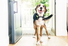 15 Emerging Trends in Pet Wearables: More Than Just Location Tracking 15 Emerging Trends in Pet Wearables: More Than Just Location Tracking