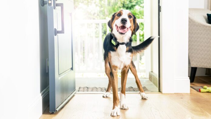 15 Emerging Trends in Pet Wearables: More Than Just Location Tracking
