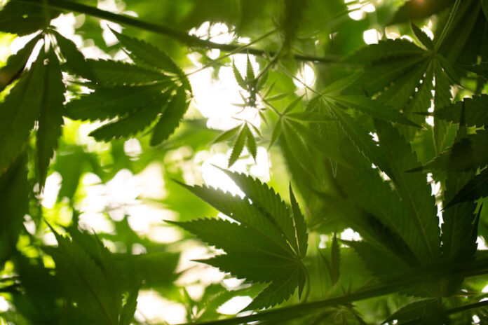 Environmental Awareness and Responsibility Cannabis farming