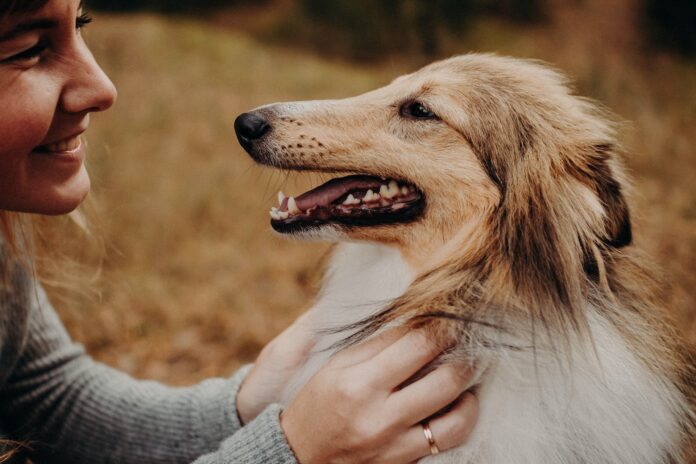 Social Connectivity for Pets