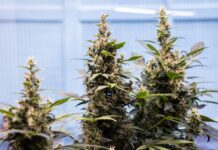Planting Seeds of Resilience: The Therapeutic Value of Marijuana Cultivation
