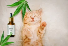 CBD for Cats: A Comprehensive Guide to Feline Wellness (2024)