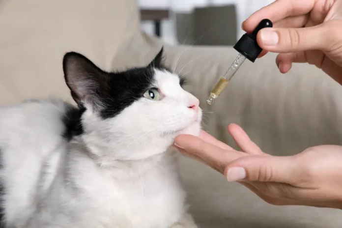 Potential Benefits of Cannabis for Cats