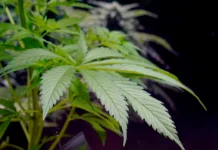 PA Lawmaker Looks to Push the Envelope on Medical Pot and Guns